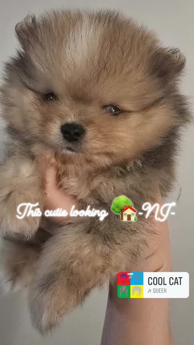 Chocolate merle boy , a male Pomeranian for sale in Bloomingdale, NJ – 9 of 10