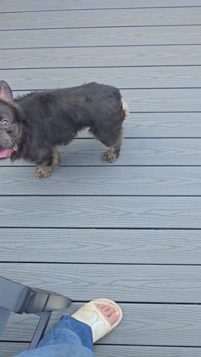 Rocket , a male French Bulldog for sale in Bloomingdale, NJ – 6 of 6