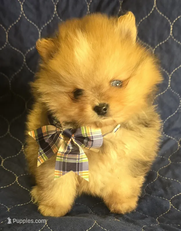 Chocolate merle boy  – Pomeranian puppy for sale in Bloomingdale, NJ
