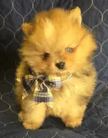 Chocolate merle boy , a male Pomeranian for sale in Bloomingdale, NJ – 1 of 10