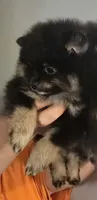 Bt boy, a male Pomeranian for sale in Bloomingdale, NJ – 3 of 7