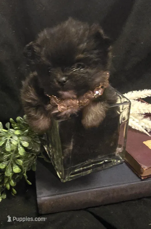 Bt girl dark – Pomeranian puppy for sale in Bloomingdale, NJ