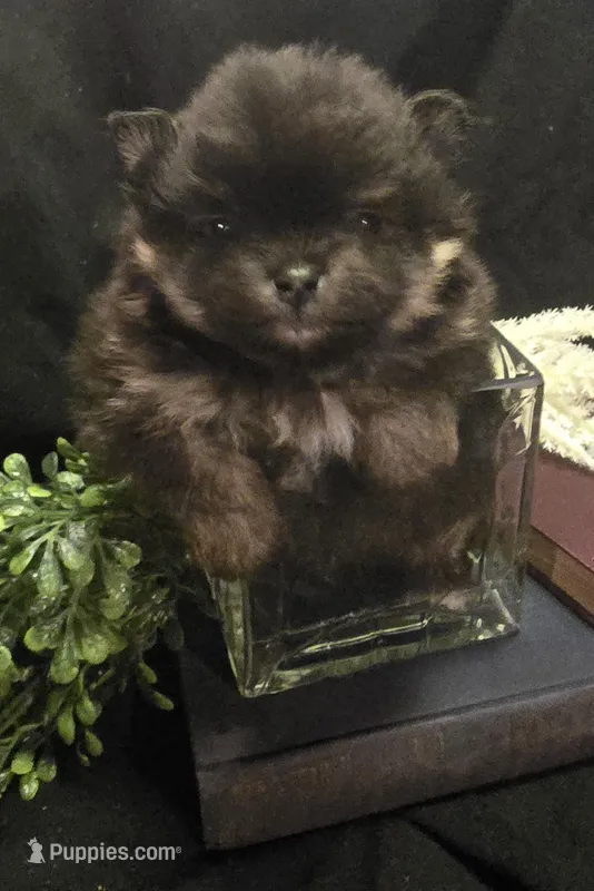Cho and Tan boy – Pomeranian puppy for sale in Bloomingdale, NJ