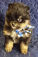 Bt boy, a male Pomeranian for sale in Bloomingdale, NJ – 2 of 8