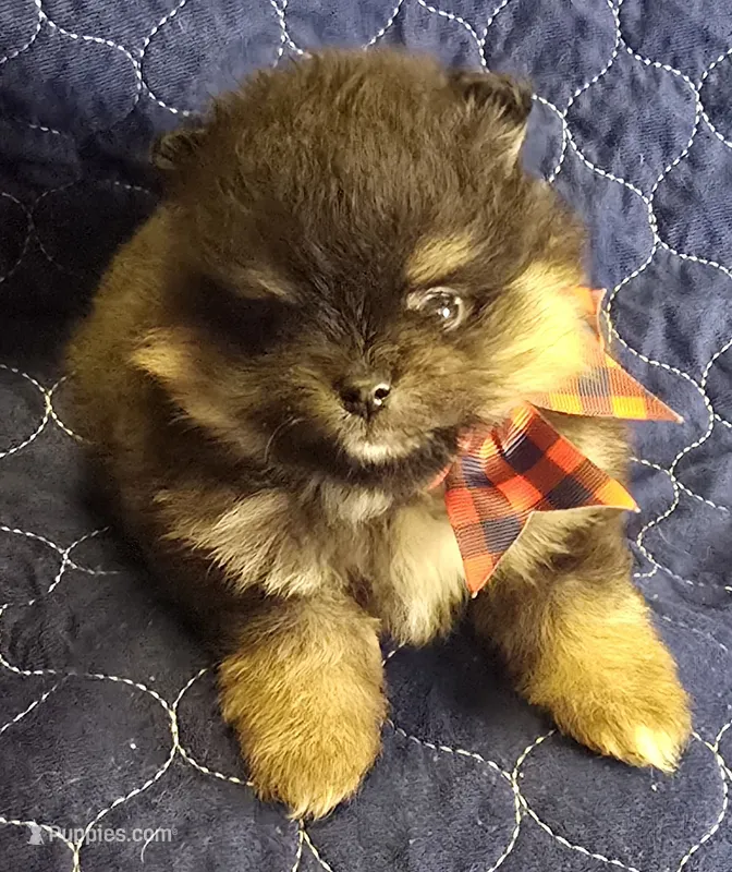 Cho and Tan boy – Pomeranian puppy for sale in Bloomingdale, NJ