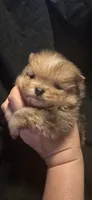 Chocolate merle boy , a male Pomeranian for sale in Bloomingdale, NJ – 1 of 6