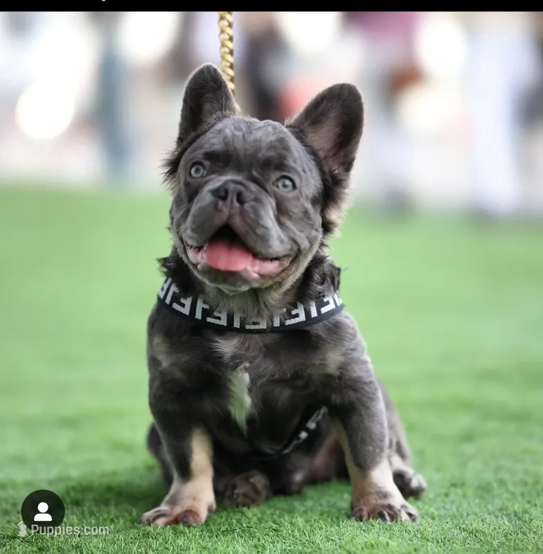 Rocket  – French Bulldog puppy for sale in Bloomingdale, NJ