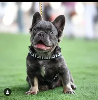 Rocket , a male French Bulldog for sale in Bloomingdale, NJ – 1 of 6