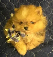 Chocolate merle boy , a male Pomeranian for sale in Bloomingdale, NJ – 2 of 10