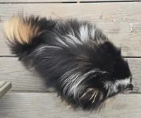 Jules, a female Pomeranian for sale in Bloomingdale, NJ – 2 of 3