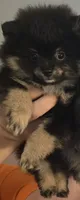 Bt boy, a male Pomeranian for sale in Bloomingdale, NJ – 1 of 7