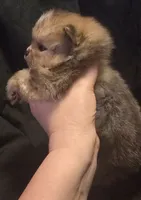 Chocolate merle boy , a male Pomeranian for sale in Bloomingdale, NJ – 2 of 6
