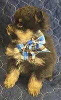 Bt boy, a male Pomeranian for sale in Bloomingdale, NJ – 4 of 8