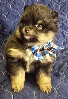 Bt boy, a male Pomeranian for sale in Bloomingdale, NJ – 3 of 8
