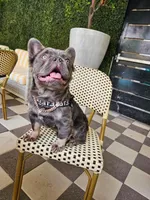 Rocket , a male French Bulldog for sale in Bloomingdale, NJ – 4 of 6