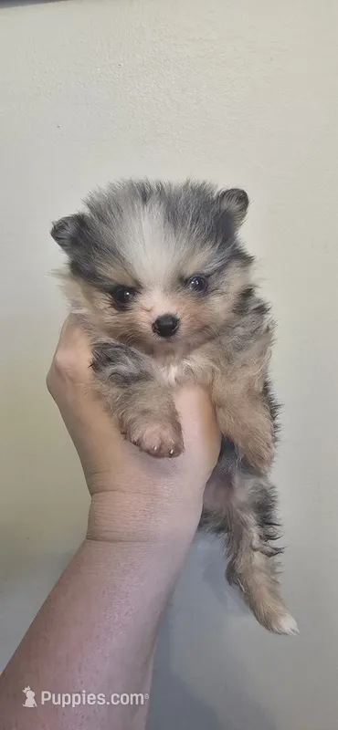 Merle boy sm – Pomeranian puppy for sale in Bloomingdale, NJ