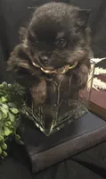 Bt boy, a male Pomeranian for sale in Bloomingdale, NJ – 3 of 4
