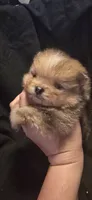 Chocolate merle boy , a male Pomeranian for sale in Bloomingdale, NJ – 5 of 6