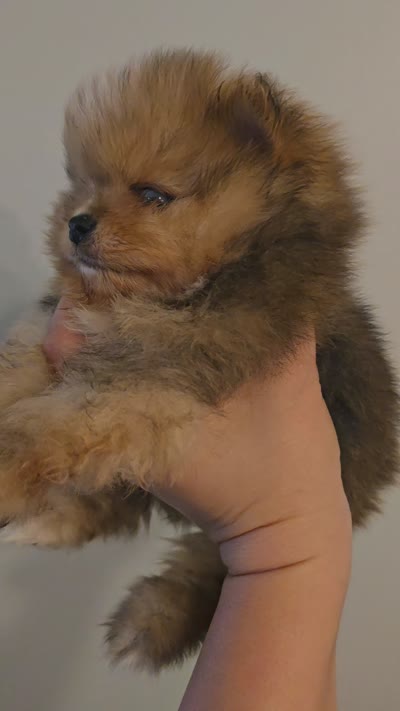 Chocolate merle boy , a male Pomeranian for sale in Bloomingdale, NJ – 10 of 10