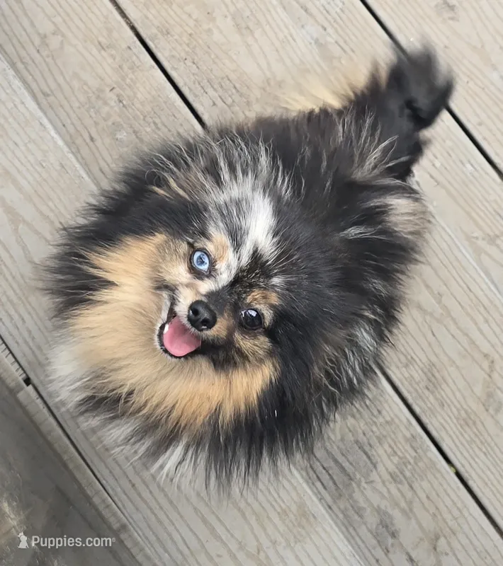 Jules – Pomeranian puppy for sale in Bloomingdale, NJ
