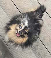 Jules, a female Pomeranian for sale in Bloomingdale, NJ – 1 of 3