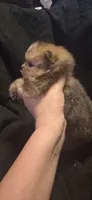 Chocolate merle boy , a male Pomeranian for sale in Bloomingdale, NJ – 6 of 6