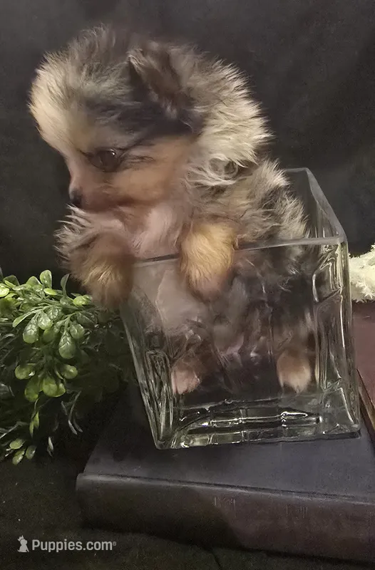 Merle boy sm – Pomeranian puppy for sale in Bloomingdale, NJ