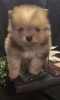 Chocolate merle boy , a male Pomeranian for sale in Bloomingdale, NJ – 1 of 8