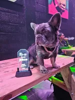Rocket , a male French Bulldog for sale in Bloomingdale, NJ – 2 of 6
