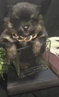 Bt boy, a male Pomeranian for sale in Bloomingdale, NJ – 4 of 4