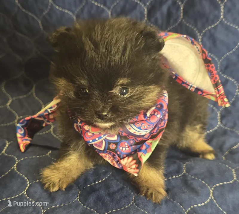 Bt girl dark – Pomeranian puppy for sale in Bloomingdale, NJ