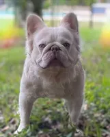 Rocket , a male French Bulldog for sale in Bloomingdale, NJ – 5 of 6