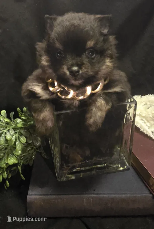 Bt boy – Pomeranian puppy for sale in Bloomingdale, NJ