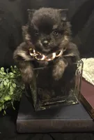 Bt boy, a male Pomeranian for sale in Bloomingdale, NJ – 1 of 4