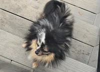 Jules, a female Pomeranian for sale in Bloomingdale, NJ – 3 of 3