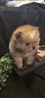 Chocolate merle boy , a male Pomeranian for sale in Bloomingdale, NJ – 4 of 8