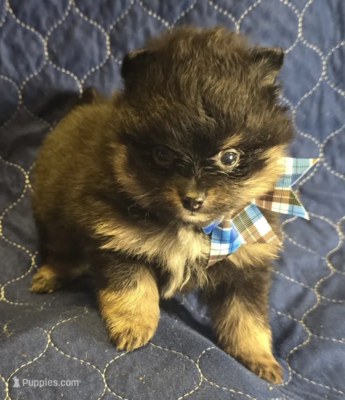 Bt boy – Pomeranian puppy for sale in Bloomingdale, NJ