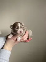 Mew, a male Chihuahua for sale in North Ridgeville, OH – Photo 2 of 2