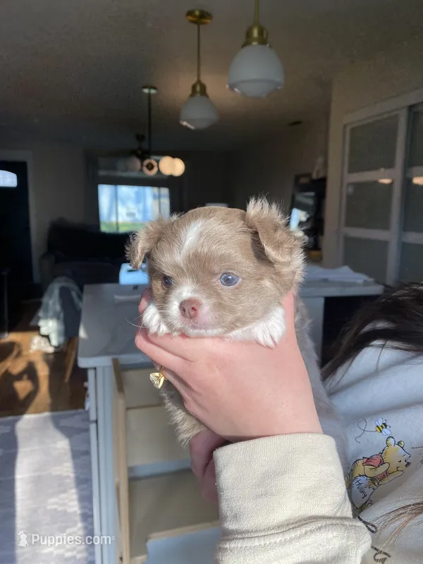 Mew – Chihuahua puppy for sale in North Ridgeville, OH