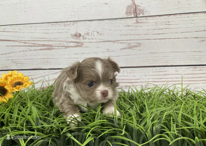 Mew – Chihuahua puppy for sale in North Ridgeville, OH