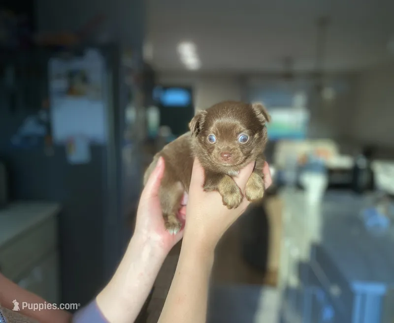 Buttercup  – Chihuahua puppy for sale in North Ridgeville, OH