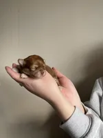 Eevee, a female Chihuahua for sale in North Ridgeville, OH – Photo 2 of 2