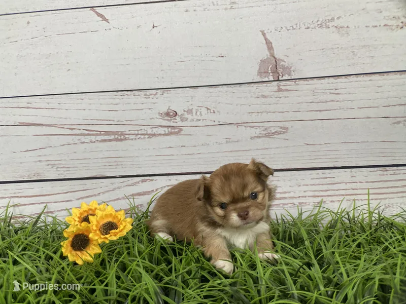 Eevee, a female Chihuahua for sale in North Ridgeville, OH – Photo 1 of 2