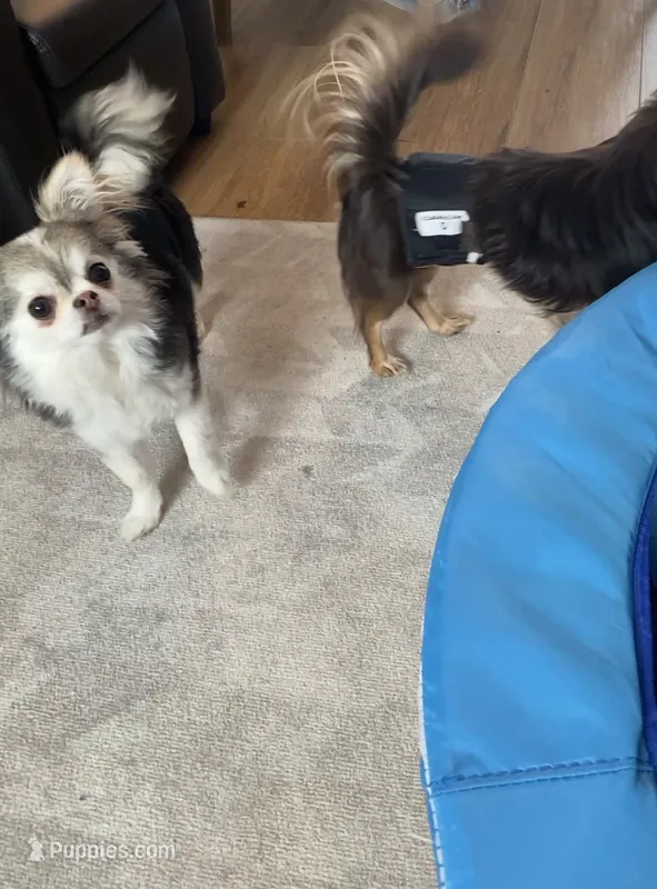 Ozzy – Chihuahua puppy for sale in North Ridgeville, OH