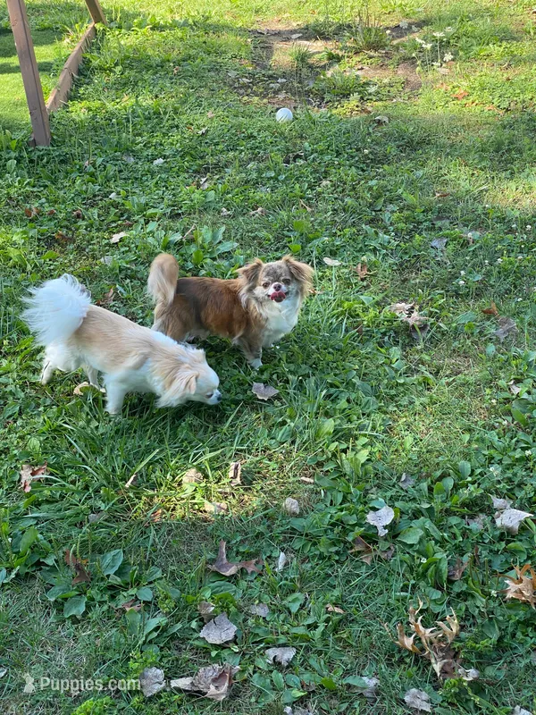 Gaia – Chihuahua puppy for sale in North Ridgeville, OH