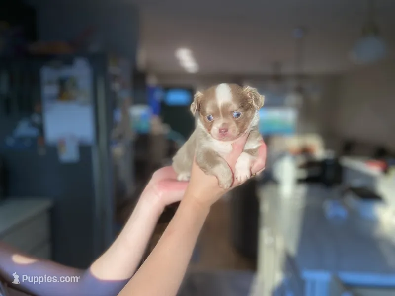 Bubbles – Chihuahua puppy for sale in North Ridgeville, OH