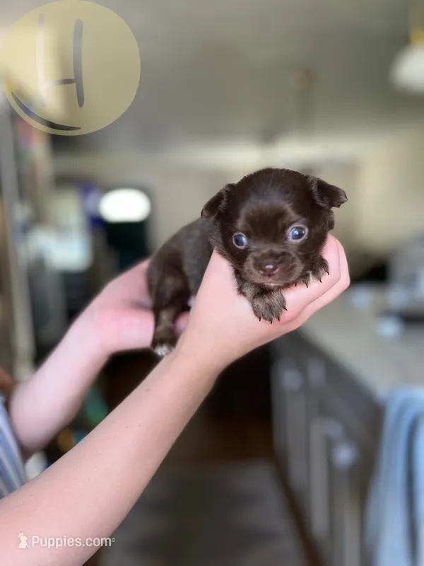 Buttercup  – Chihuahua puppy for sale in North Ridgeville, OH