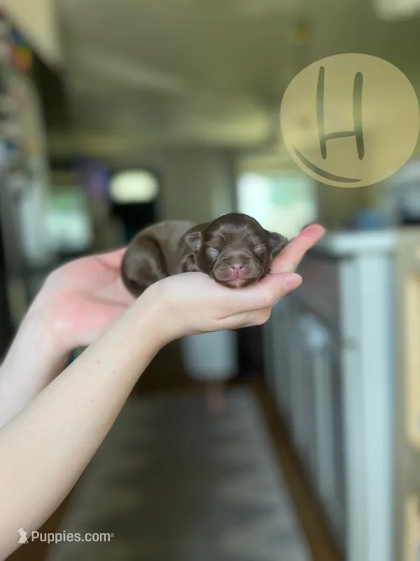 Blossom – Chihuahua puppy for sale in North Ridgeville, OH