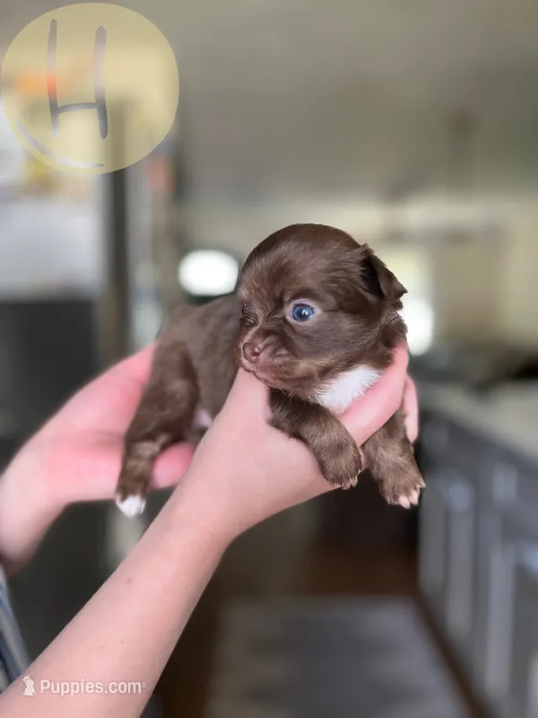 Blossom – Chihuahua puppy for sale in North Ridgeville, OH