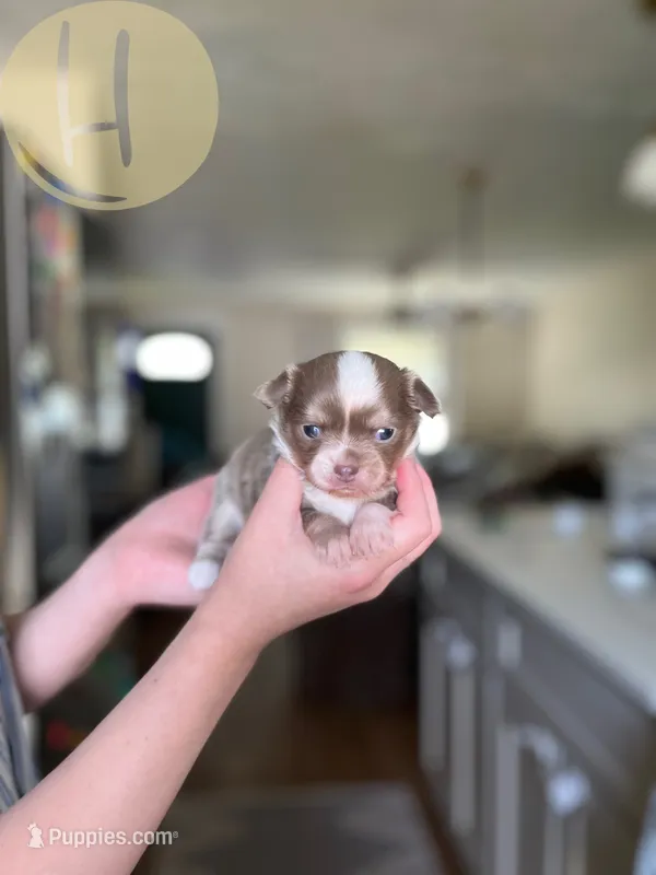 Bubbles – Chihuahua puppy for sale in North Ridgeville, OH